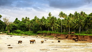 several elephant in the water